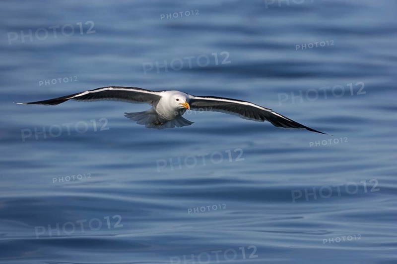 Great Black-backed Gull (Larus marinus) flying, Tromsoe, Norway