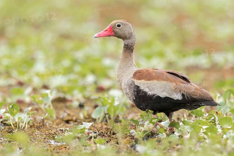 Black-bellied Whistling Duck (Dendrocygna autumnalis) in a wetland in the Pantanal of Brazil