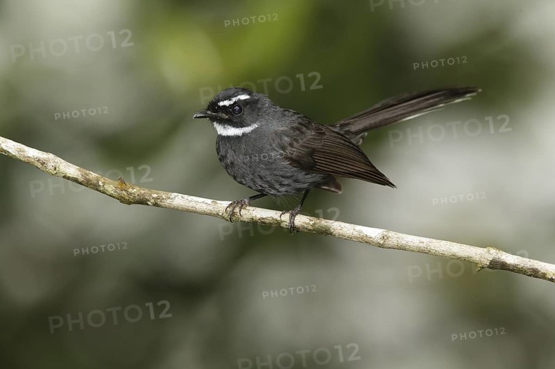 White-throated Fantail (Rhipidura albicollis), Fraser's Hill, Malaysia