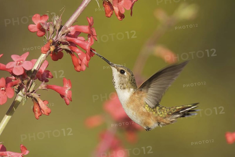 Rufous Hummingbird (Selasphorus rufus) female, California, USA