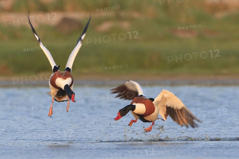 Common Shelduck (Tadorna tadorna) male, Netherlands