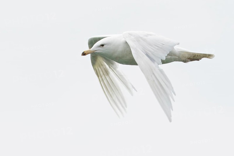 Glaucous Gull (Larus hyperboreus) feeding in the ocean near Nome, Alaska