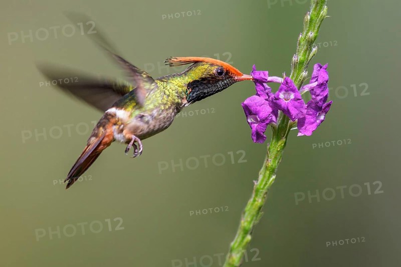 Rufous-crested Coquette (Lophornis delattrei) flying while feeding at a flower in Manu National Park, Peru