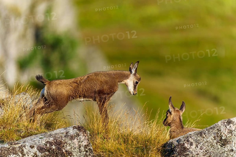 Encounter between two chamois on a grassy hilltop, chamois, chamois, (Rupicapra rupicaprae), fawn, wildlife, Vosges, France