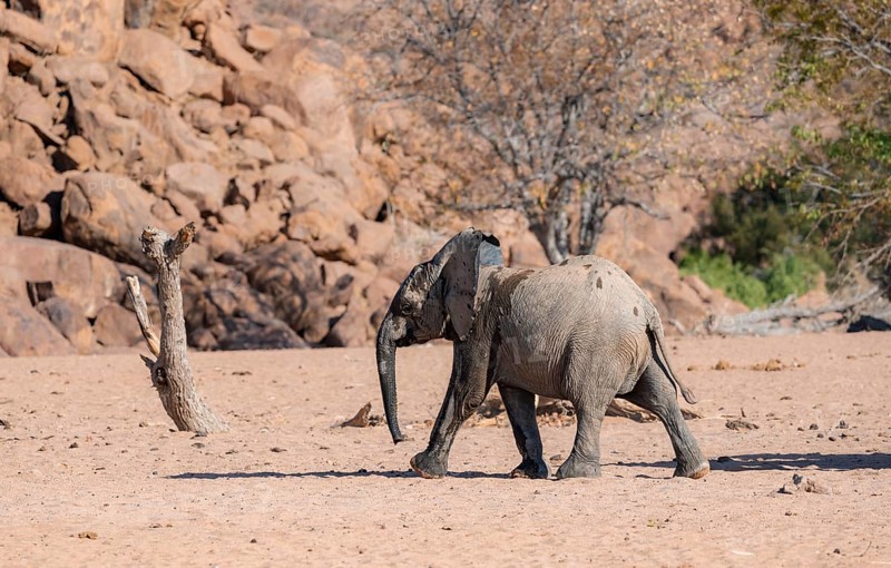 Juvenile African elephant (Loxodonta africana), desert elephant, near the Hoanib River, Damaraland, Kunene region, Namibia