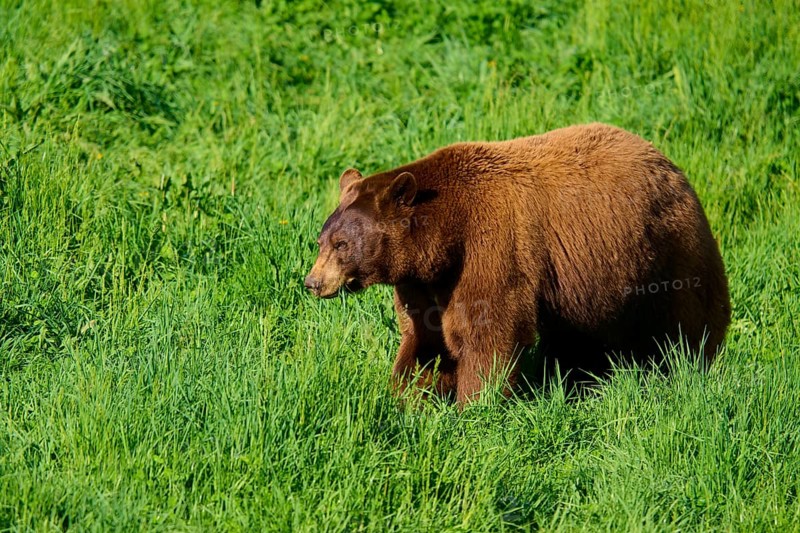American Black Bear (Ursus americanus), standing in a green meadow surrounded by fresh grass, France
