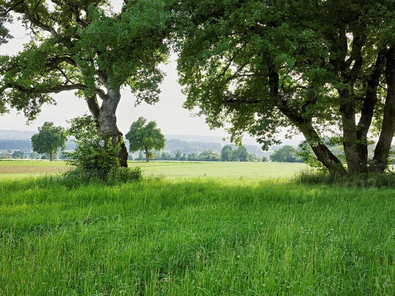 English oak (Quercus robur), standing in meadow, Siebeneichen nature reserve, Freiamt, Canton Aargau, Switzerland