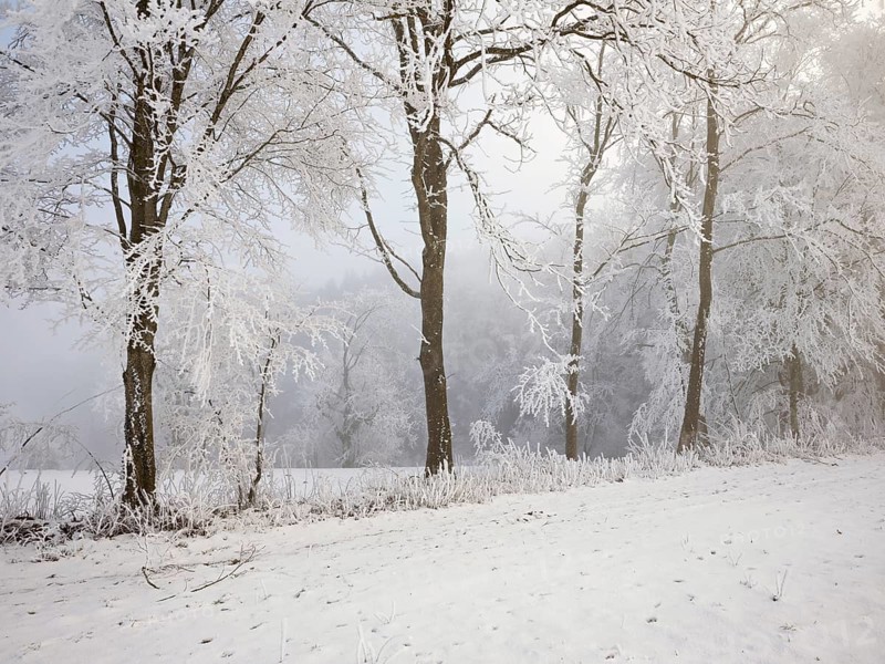 Shrubs and trees in hoarfrost and fog, Horben, Lindenberg, Freiamt, Canton Aargau, Switzerland