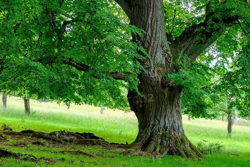 Seven lime trees, a natural monument in the Buchleite nature reserve, Markt Berolzheim, Altmühltal, Middle Franconia, Franconia, Bavaria, Germany
