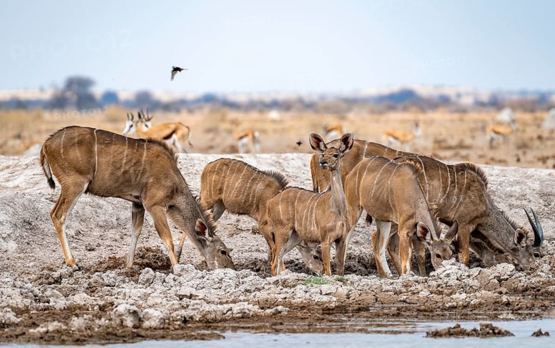Greater kudu (Tragelaphus strepsiceros), herd, drinking at waterhole, Nxai Pan National Park, Botswana