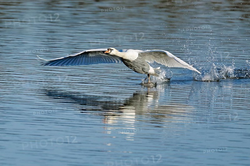 Mute swan (Cygnus olor), on landing approach, Flachsee nature reserve, Freiamt, Canton Aargau, Switzerland