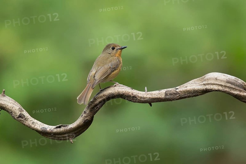 Hill Blue Flycatcher (Cyornis banyumas) female, Yunnan, China