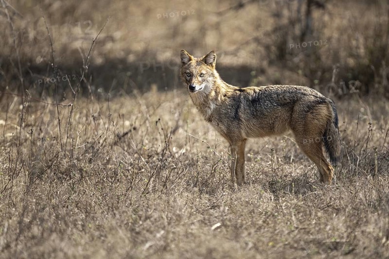 Golden jackal (Canis aureus), Bandhavgarh National Park, Bahannara, Manpur, Madhya Pradesh, India