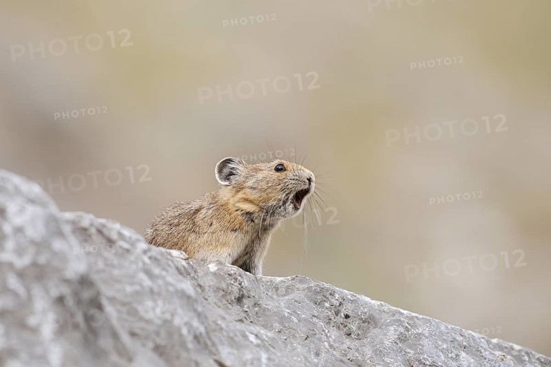 American pika (Ochotona princeps) sits calling on a rock, Jasper National Park, Alberta, Canada