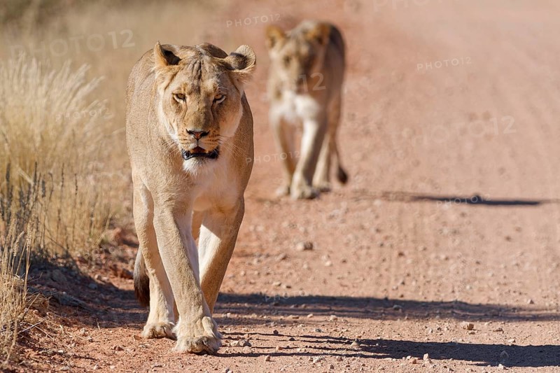 African lions (Panthera leo), two adult lionesses, walking on a dirt road, animal portrait, Kgalagadi Transfrontier Park, Northern Cape, South Africa