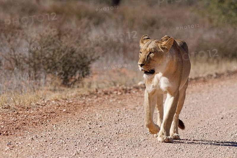 African lion (Panthera leo), lioness, adult female walking on a dirt road, Kgalagadi Transfrontier Park, Northern Cape, South Africa