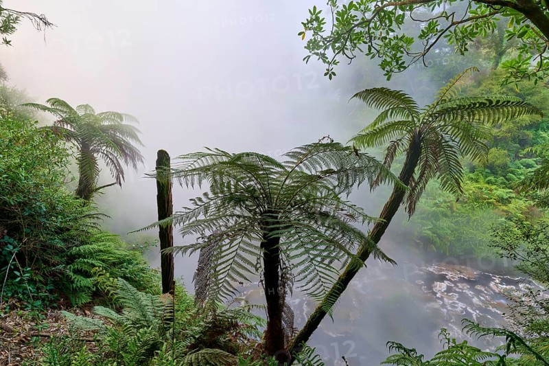 Mystical natural magic unfolds through misty forests of ferns and trees, Te Manaroa Spring, hot spring, Waikite Valley, Bay of Plenty, North Island, New Zealand