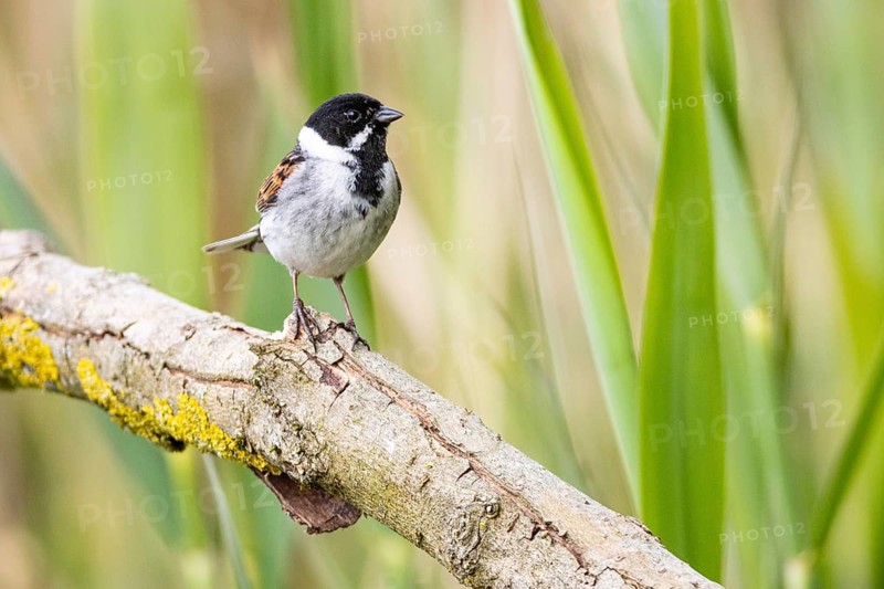 Reed bunting (Emberiza schoeniclus) ml Germany