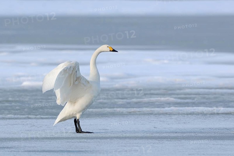 Tundra Swan (Cygnus bewickii) standing on a frozen body of water, on a patch of ice, flapping its wings, graceful beauty, very rare winter visitor, native nature, North Holland, Netherlands, Western Europe