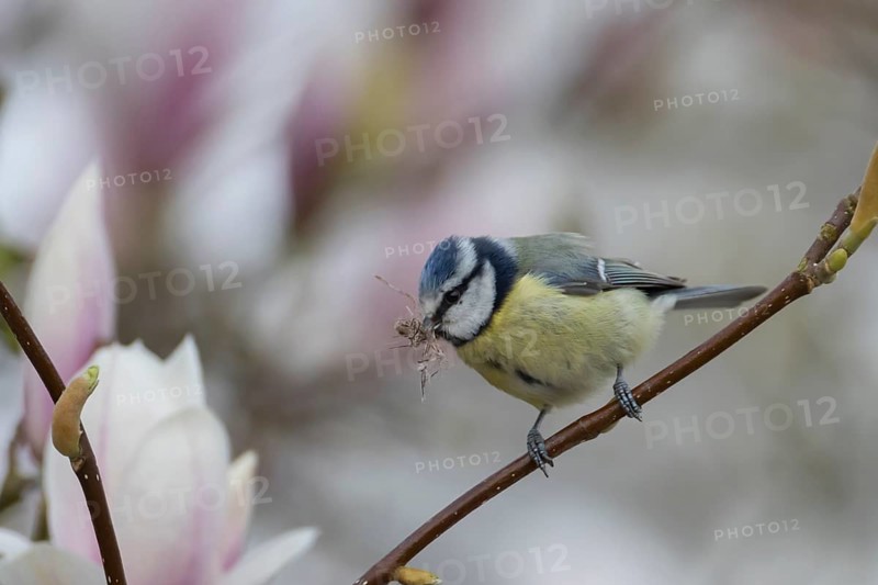 Blue tit (Cyanistes Caeruleus) adult bird with nesting material in its beak on a flowering garden Magnolia tree in springtime, England, United Kingdom