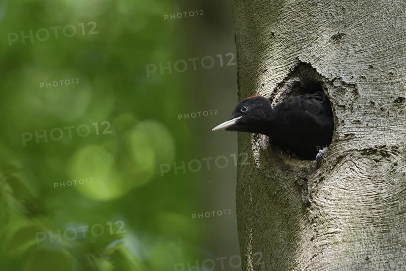 Soon to fledge... Black woodpecker (Dryocopus martius), young female black woodpecker, short red head plate, stretches its head far out of its breeding cavity in an old beech tree, almost climbs out, funny picture, series animal children, wildlife, native nature, Meerbusch, Rhineland, Lower Rhine, North Rhine-Westphalia, Germany, Western Europe