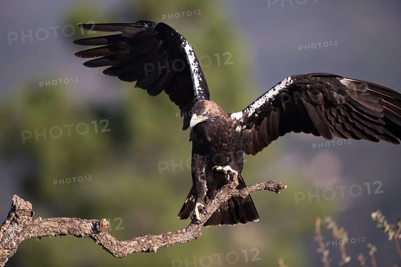 Iberian Eagle (Aquila adalberti), Spanish imperial eagle, Extremadura, Castilla La Mancha, Spain