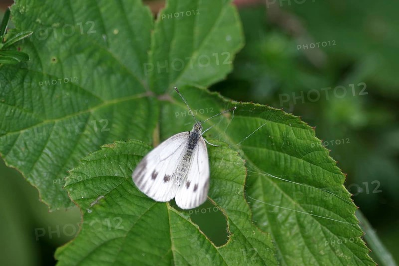White butterfly (Pieris napi), female, white, leaf, The butterfly sits with spread wings on a green leaf