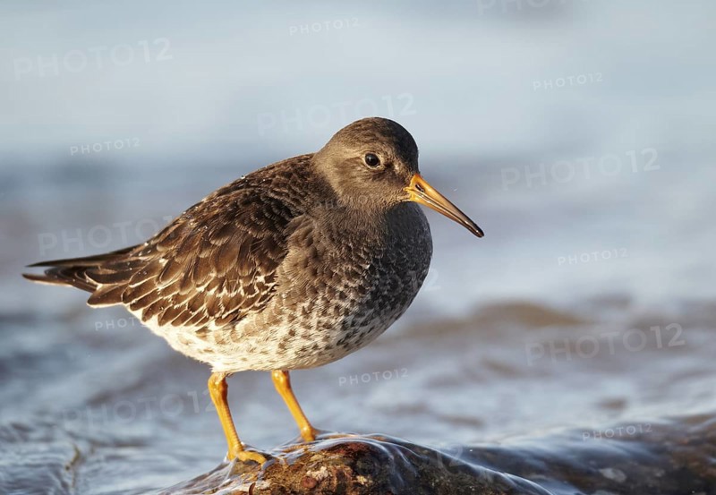 Purple Sandpiper (Calidris maritima), Schleswig-Holstein, Germany