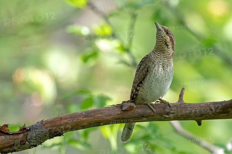 Eurasian Wryneck (Jynx torquilla) perched on a branch, Saxony-Anhalt, Germany