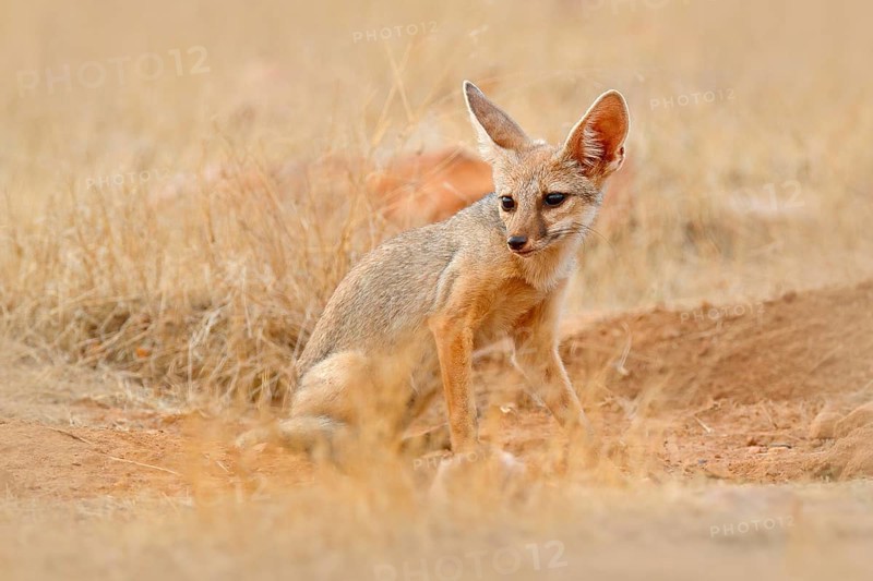 Indian Fox, Vulpes bengalensis, Ranthambore National Park, India. Wild animal in nature habitat. Fox near nest ground hole. Wildlife Asia. Wild dog with big ears. Dry season in India. Bengal Fox