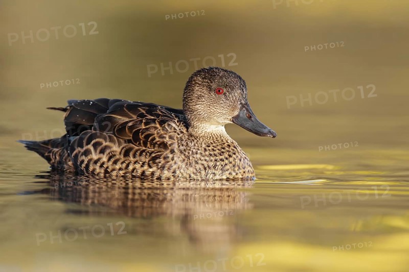 Chestnut Teal (Anas castanea) female, Victoria, Australia