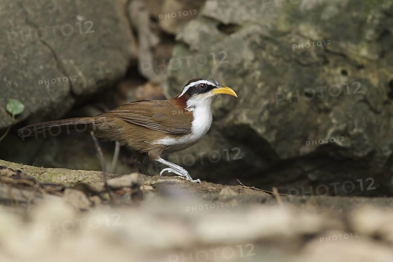 White-browed Scimitar Babbler (Pomatorhinus schisticeps), Kaeng Krachan, Thailand
