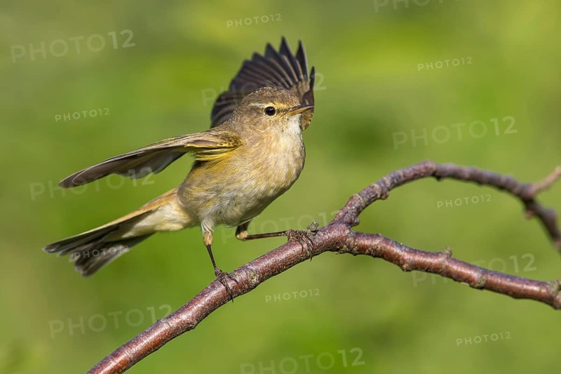 Common Chiffchaff (Phylloscopus collybita) perched on a branch, Poland