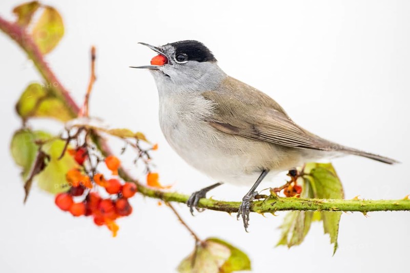 Eurasian Blackcap (Sylvia atricapilla) male feeding on red berries, Castile and Leon, Spain