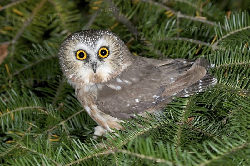 Northern Saw-whet Owl Aegolius acadicus Duluth, Minnesota, USA 15 October Adult Strigidae