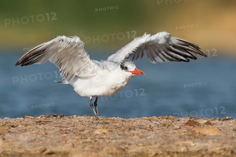 Caspian Tern (Hydroprogne caspia), Eilat, Israel