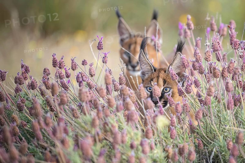 Caracal (Caracal caracal) two cubs playing in blooming meadow, Castile-La Mancha, Spain
