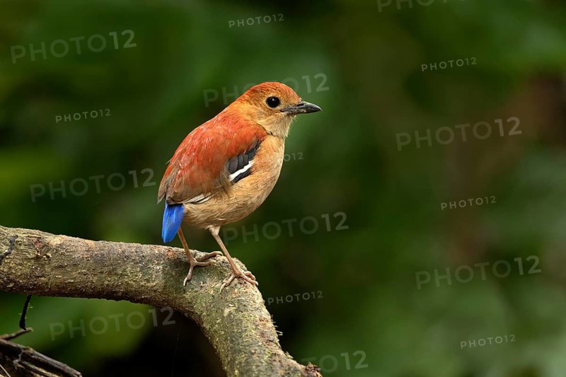 Blue-headed Pitta (Hydrornis baudii) female, Sabah, Malaysia