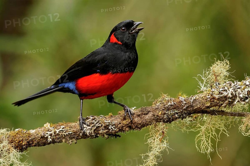 Scarlet-bellied Mountain-Tanager (Anisognathus igniventris) perched on a branch in the Andes mountains of Colombia