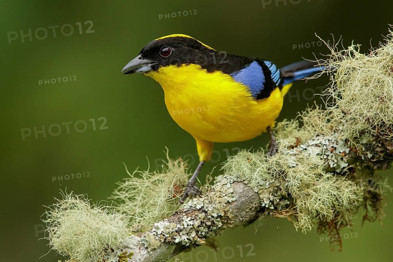 Blue-winged Mountain Tanager (Anisognathus somptuosus) perched on a branch in the Andes mountains of Colombia