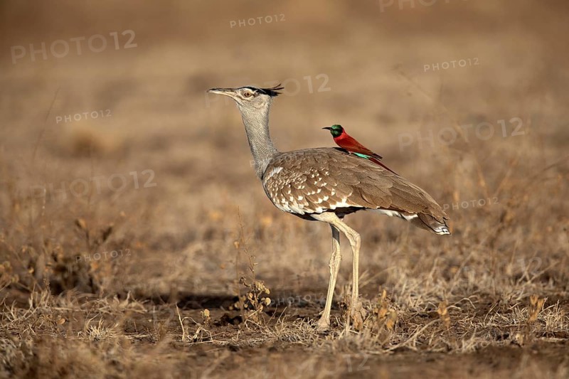 Arabian Bustard (Ardeotis arabs) with Northern Carmine Bee-eater (Merops nubicus) on its back, Aledeghi National Park, Ethiopia