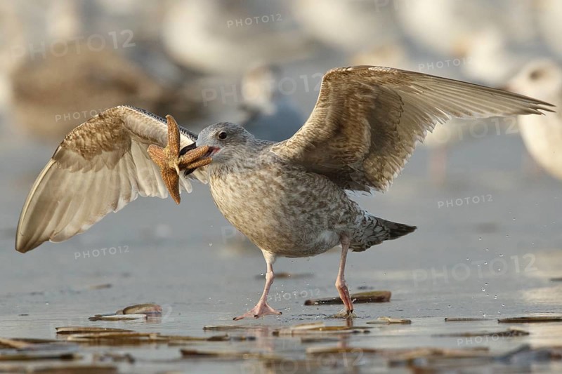 European Herring Gull (Larus argentatus) with starfish in its beak, North Holland, Netherlands