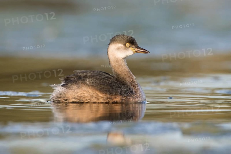 Australasian Grebe (Tachybaptus novaehollandiae), Victoria, Australia
