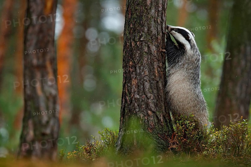 Badger in forest, animal nature habitat, Germany, Europe. Wildlife scene. Wild Badger, Meles meles, animal in wood. European badger, autumn pine green forest. Mammal environment, rainy day