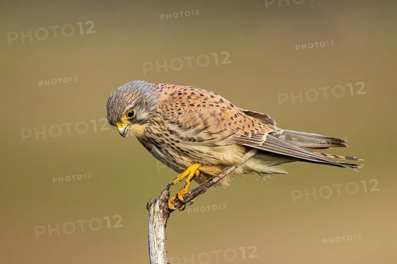 Common Kestrel (Falco tinnunculus) male perched on a branch, North Rhine-Westphalia, Germany