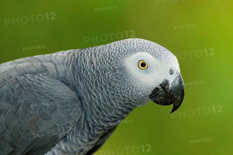 Detail portrait of beautiful grey parrot. African Grey Parrot, Psittacus erithacus, sitting on the branch, Africa. Bird from the Gabon green tropic forest. Close-up portrait of rare bird from Congo