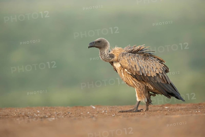 White-backed Vulture (Gyps africanus), South Africa