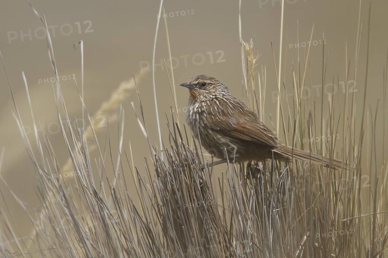 Junin Canastero (Asthenes virgata), Central Highlands, Peru