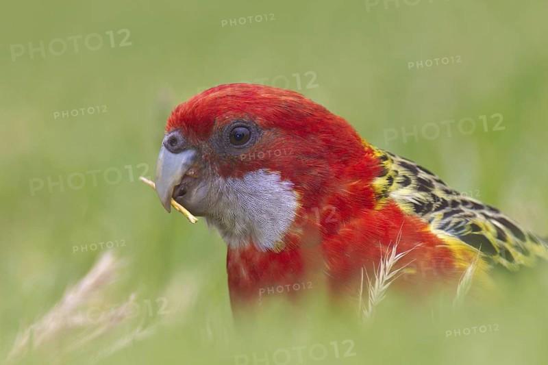 Eastern Rosella (Platycercus eximius), South Australia, Australia