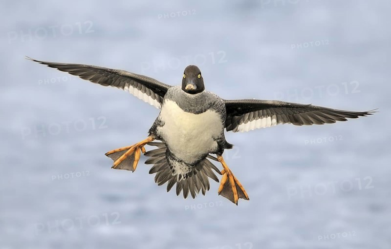 Common Goldeneye (Bucephala clangula) female, Canada